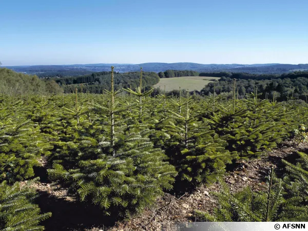 Culture du Nordmann qui est le sapin le plus apprécié des français