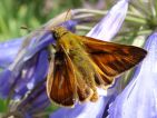 Sylvaine, Hespérie sylvaine, Ochlodes sylvanus