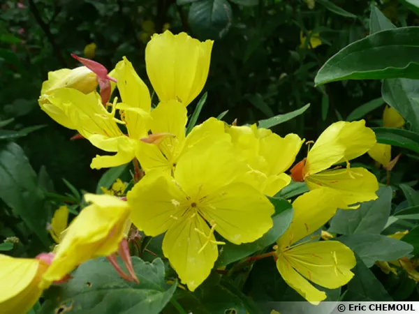 Onagre arbustif, Oenothera fruticosa