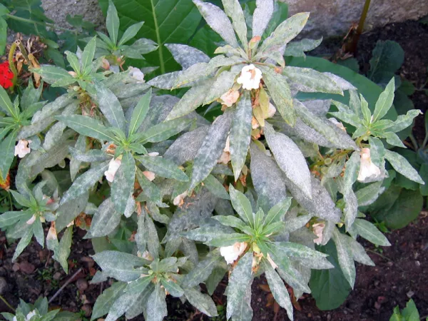 L'oïdium se développe sur toute la plante, une balsamine