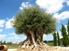 Olivier (Olive), Olea europaea