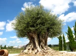Calig est un olivier de plus de 1800 ans, il a �t� plant� par les romains en l'an 200
