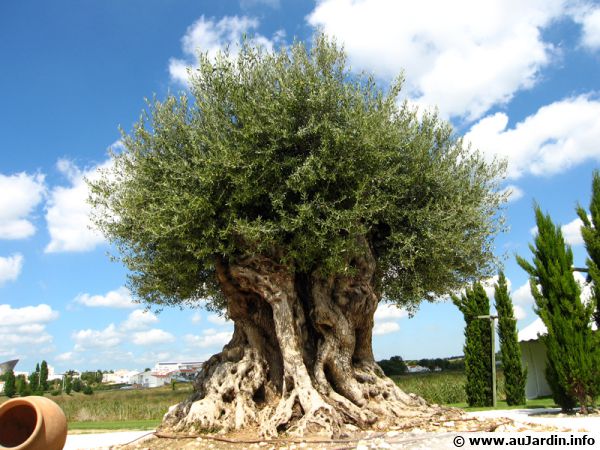 Apprenons à connaitre les maladies de l'olivier pour mieux le protéger