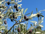 Olives
