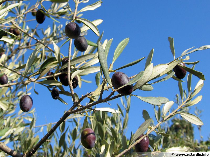 Olivier (Olive) planter, cultiver, récolter