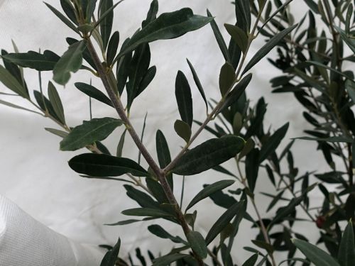 Comment protéger son olivier en hiver ?