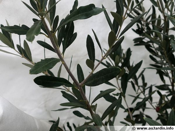 Mise en place d'un voile d'hivernage sur un olivier dans le nord de la France