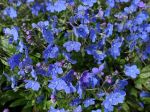 Omphalodes cappadocica 'Cherry Ingram' Omphalodes cappadocica 'Cherry Ingram'