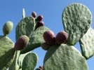 Figuier de Barbarie, Figuier d'Inde, Opuntia ficus-indica