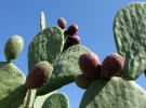 Les fruits comestibles des cactus
