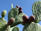Les fruits comestibles des cactus
