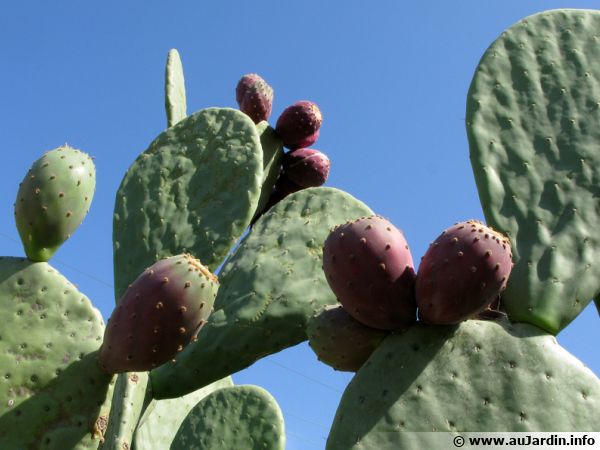 Les fruits de l'opuntia sont comestibles mais souvent amères