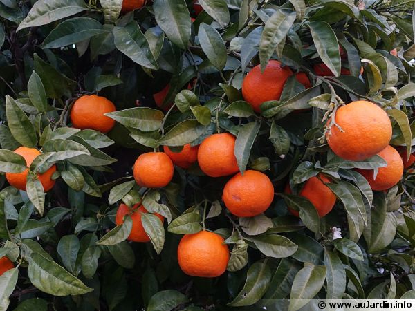 Les oranges, des fruits riches en vitamines C