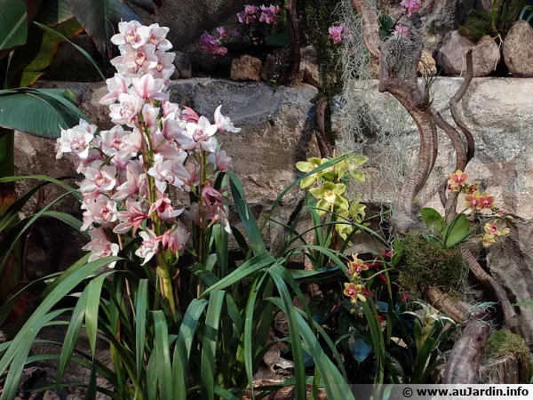 Orchidées