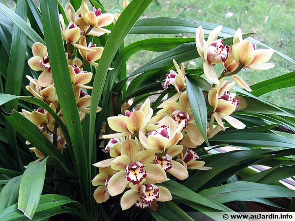 Des cymbidium en fleurs en automne dans une véranda avec vue sur le jardin
