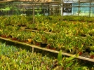 Production industrielle ou artisanale des orchides, quelles diffrences ?