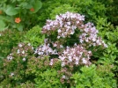 Origan compact, Origan du Maroc, Origanum compactum