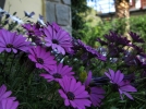Les plantes adaptes aux embruns