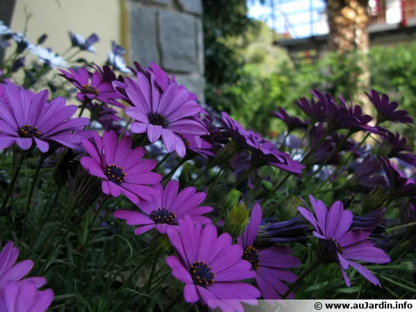 Les ostéospermums peuvent être envisagé pour fleurir un jardin exposé aux embruns