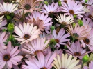 Comment hiverner un osteospermum en pot?