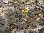 Oxalis corniculé, Oxalis corniculata Oxalis corniculé, Oxalis corniculata