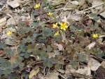 Oxalis cornicul�, Oxalis corniculata