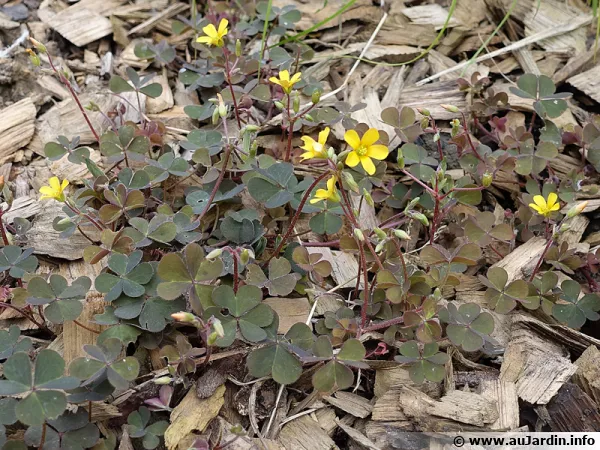 Oxalis corniculé, Oxalis corniculata
