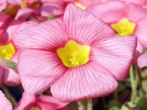 Oseille au regard jaune, Oxalis obtusa