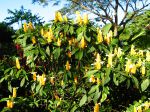 Pachystachys jaune dans son milieu naturel