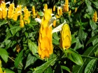 Panache d'officier, Pachystachys lutea