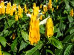 Fleurs du Pachystachys jaune