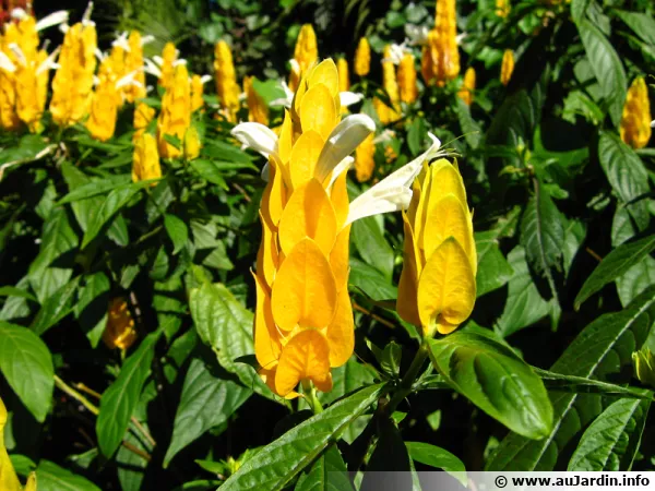 Fleurs du Pachystachys jaune