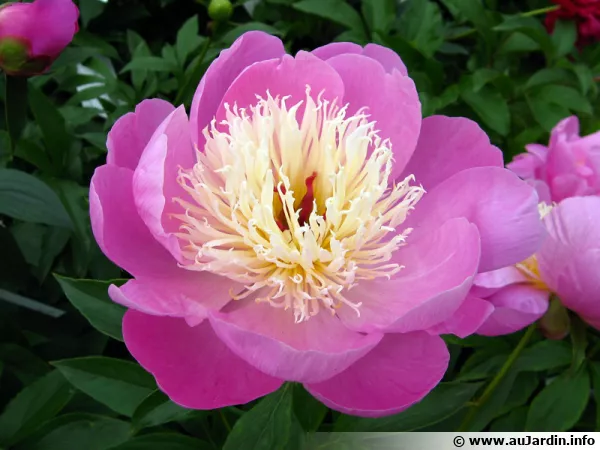 Pivoine de Chine, pivoine arbustive, pivoine japonaise, Paeonia