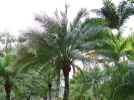 Palmiers, bananiers et cycas