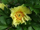Pivoine Itoh, Paeonia x itoh