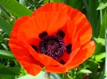 Pavot d'orient, Pavot oriental, Papaver orientale