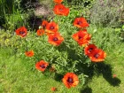 Pavot, Papaver
