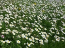 10 plantes sauvages comestibles