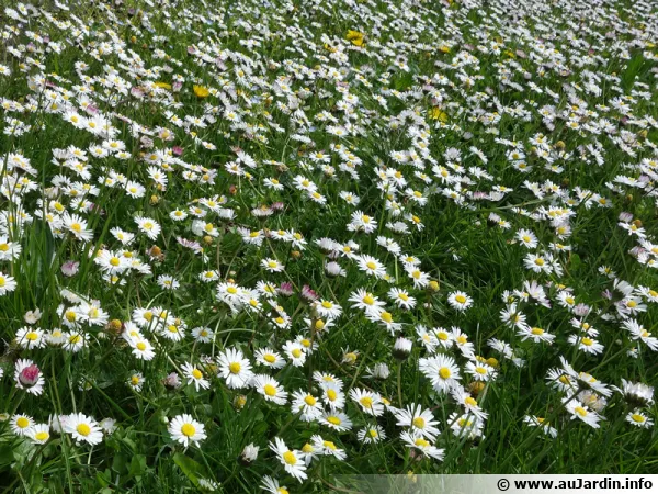 Les fleurs de pquerettes peuvent tre consommes