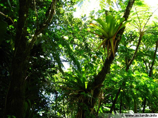 Le parc national de la Réunion