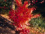 Parrotia persica, Arbre de fer, Parrotie de Perse Parrotia persica, Arbre de fer, Parrotie de Perse