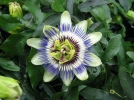 Passiflore bleue, passiflora caerulea