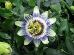 Passiflore, passiflora caerulea
