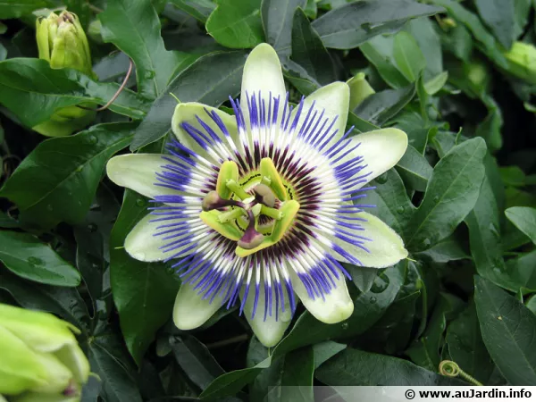 Passiflore, passiflora caerulea