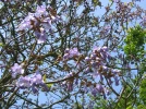 Arbre imp�rial, Paulownia tomentosa