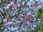 Arbre imprial, Paulownia tomentosa