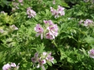 Des graniums aux feuillages odorants