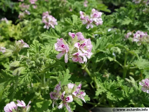 Le célèbre Pelargonium graveolens dans ces obtentions horticoles