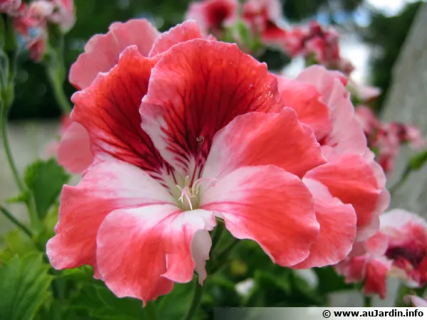 Pélargonium à grandes fleurs hybride