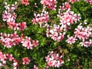 Conseils de jardinage d'Aot